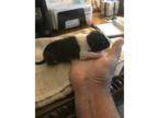 American Staffordshire Terrier Puppy for sale in Sallisaw, OK, USA