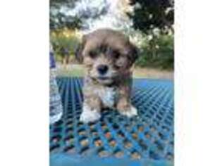 Shih-Poo Puppy for sale in Rockville, MD, USA