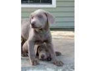 Labrador Retriever Puppy for sale in Powell, TN, USA