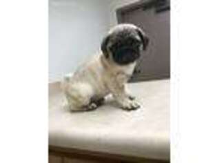 Pug Puppy for sale in Porterville, CA, USA