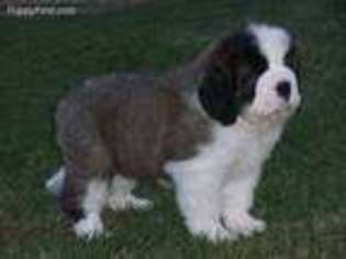 Saint Bernard Puppy for sale in Rock Valley, IA, USA
