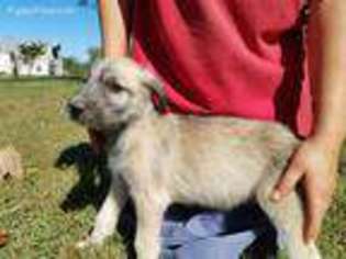 Irish Wolfhound Puppy for sale in Scottsville, KY, USA