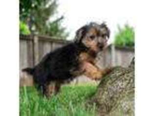 Yorkshire Terrier Puppy for sale in Easton, PA, USA