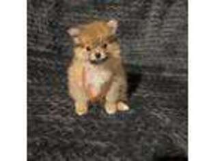 Pomeranian Puppy for sale in Eatontown, NJ, USA