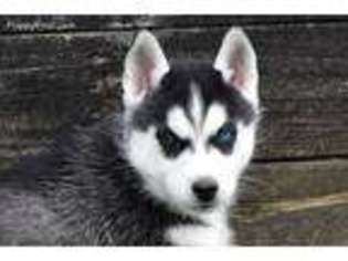Siberian Husky Puppy for sale in Orrville, OH, USA