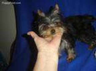 Yorkshire Terrier Puppy for sale in Columbia, KY, USA