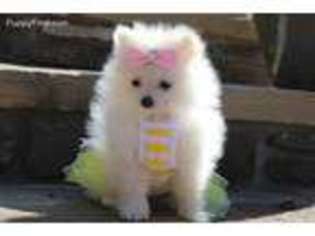 Pomeranian Puppy for sale in Center Ridge, AR, USA