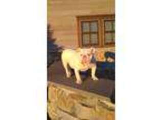 Olde English Bulldogge Puppy for sale in Pine Bush, NY, USA