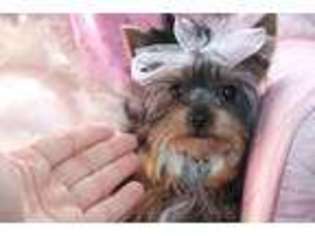 Yorkshire Terrier Puppy for sale in San Antonio, TX, USA