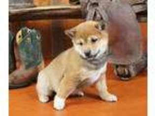 Shiba Inu Puppy for sale in New Berlin, PA, USA