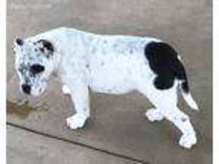Mutt Puppy for sale in Mullica Hill, NJ, USA