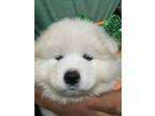 Samoyed Puppy for sale in Staten Island, NY, USA