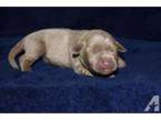 Labrador Retriever Puppy for sale in TAWAS CITY, MI, USA