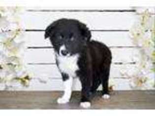 Border Collie Puppy for sale in Saint George, UT, USA