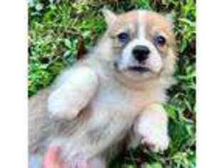 Pembroke Welsh Corgi Puppy for sale in Taylorsville, NC, USA