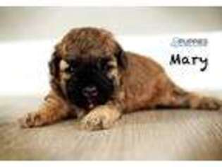 Mutt Puppy for sale in Corning, CA, USA