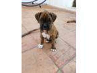 Boxer Puppy for sale in Oxnard, CA, USA
