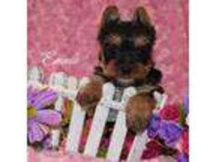 Yorkshire Terrier Puppy for sale in Mercer, PA, USA