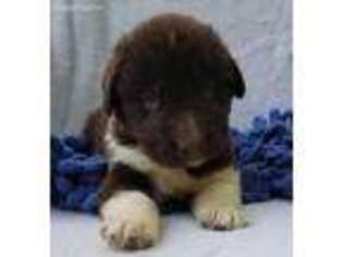 Newfoundland Puppy for sale in New Paris, IN, USA