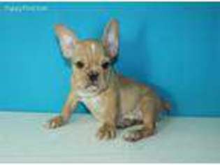 French Bulldog Puppy for sale in Fairfield, CA, USA