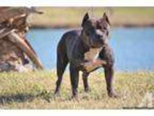 American Pit Bull Terrier Puppy for sale in EDINBURG, TX, USA