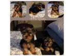 Yorkshire Terrier Puppy for sale in Seymour, IN, USA