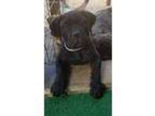 Bullmastiff Puppy for sale in Royalston, MA, USA