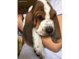 Basset Hound Puppy for sale in Warrensburg, MO, USA