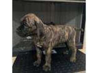Cane Corso Puppy for sale in Winder, GA, USA