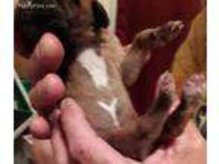Rhodesian Ridgeback Puppy for sale in Lutz, FL, USA