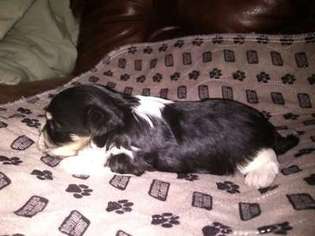Biewer Terrier Puppy for sale in Shelby, NC, USA