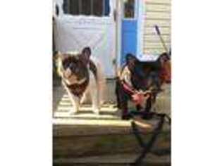 French Bulldog Puppy for sale in Ashtabula, OH, USA