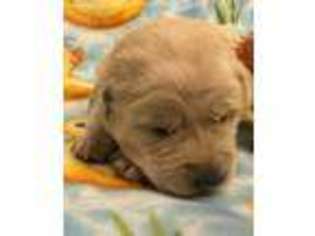 Labrador Retriever Puppy for sale in Flushing, MI, USA