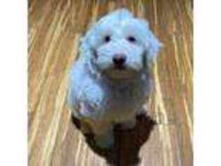 Goldendoodle Puppy for sale in Montrose, CO, USA