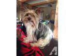 Yorkshire Terrier Puppy for sale in KENSETT, AR, USA