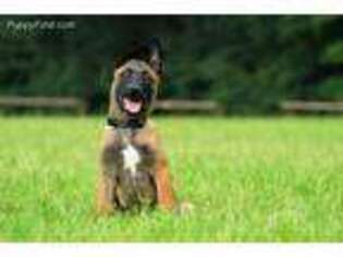 Belgian Malinois Puppy for sale in Madison, NH, USA
