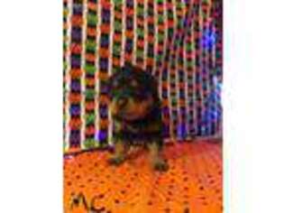 Rottweiler Puppy for sale in Hondo, TX, USA