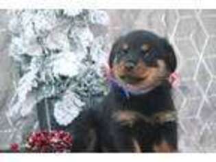 Rottweiler Puppy for sale in Manheim, PA, USA
