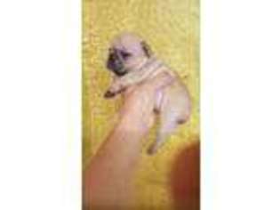 French Bulldog Puppy for sale in Vendor, AR, USA