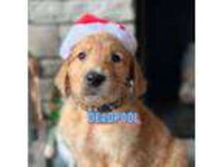 Golden Retriever Puppy for sale in Pendleton, SC, USA