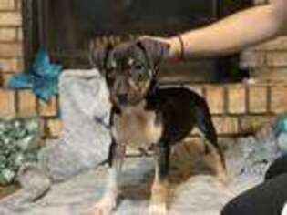 American Staffordshire Terrier Puppy for sale in Stockbridge, MI, USA