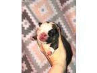 Bulldog Puppy for sale in Pineville, LA, USA