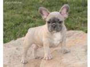 French Bulldog Puppy for sale in Mira Loma, CA, USA