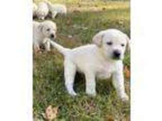 Labrador Retriever Puppy for sale in Ashburnham, MA, USA