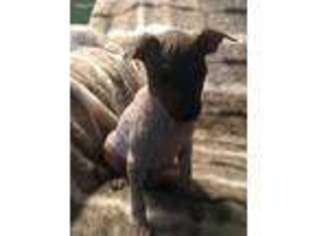 Small American Hairless Terrier