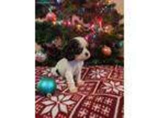 Cavalier King Charles Spaniel Puppy for sale in Boonville, MO, USA