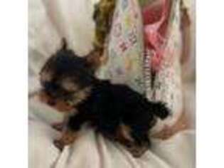 Yorkshire Terrier Puppy for sale in Newport Beach, CA, USA