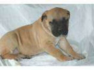 Boerboel Puppy for sale in Shreve, OH, USA