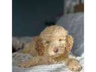 Mutt Puppy for sale in Succasunna, NJ, USA