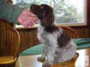 German Wirehaired Pointer Puppy for sale in TOLEDO, WA, USA